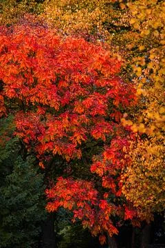 Fall trees landscape in vibrant colors Stock Photos