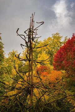 Fall trees landscape in vibrant colors Foto stock