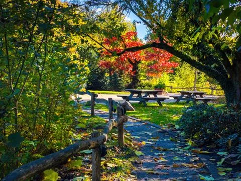 Fall trees landscape in vibrant colors Foto stock