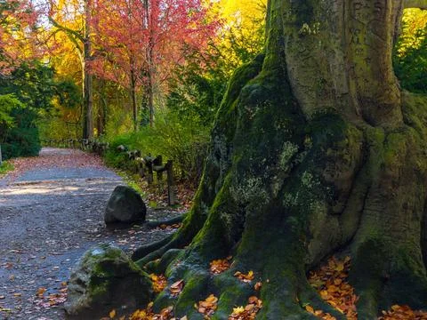 Fall trees landscape in vibrant colors Stock Photos