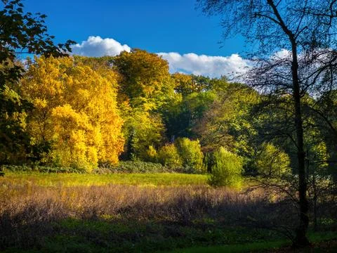 Fall trees landscape in vibrant colors Stock Photos