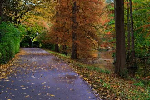 Fall trees landscape in vibrant colors Foto stock