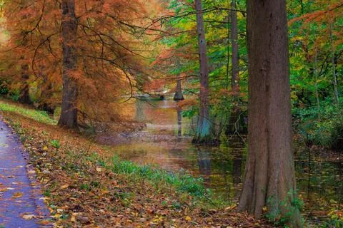 Fall trees landscape in vibrant colors Stock Photos