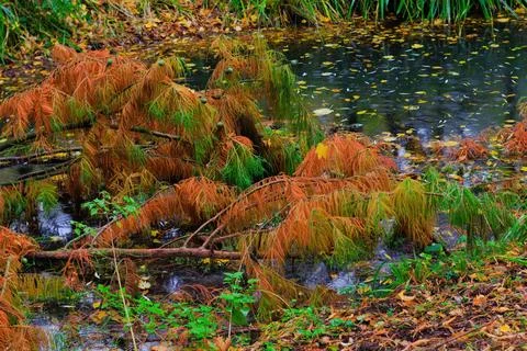 Fall trees landscape in vibrant colors Stock Photos