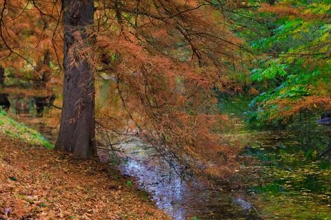 Fall trees landscape in vibrant colors Stock Photos