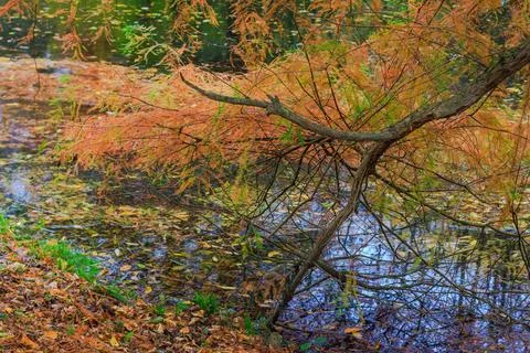 Fall trees landscape in vibrant colors Foto stock