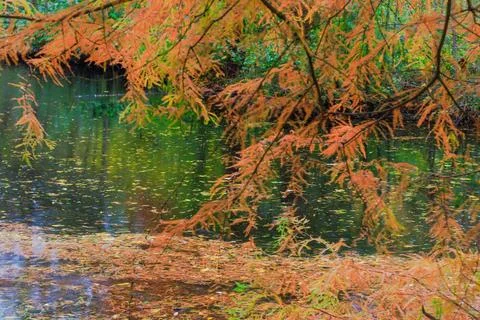 Fall trees landscape in vibrant colors Foto stock