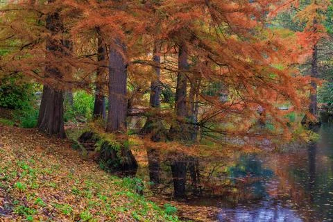 Fall trees landscape in vibrant colors 스톡 사진