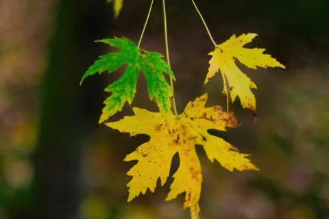 Fall trees landscape in vibrant colors Stock-Fotos