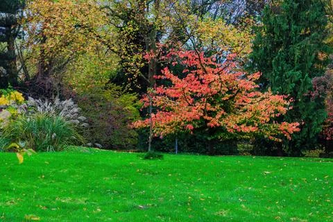 Fall trees landscape in vibrant colors Stock Photos