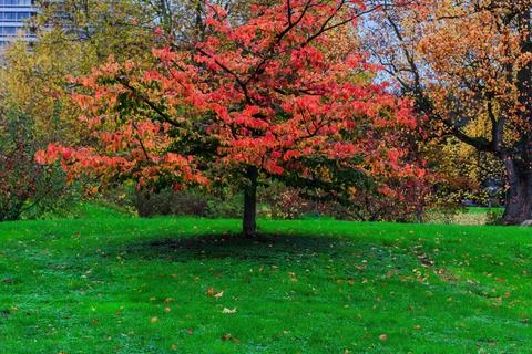 Fall trees landscape in vibrant colors Stock-Fotos
