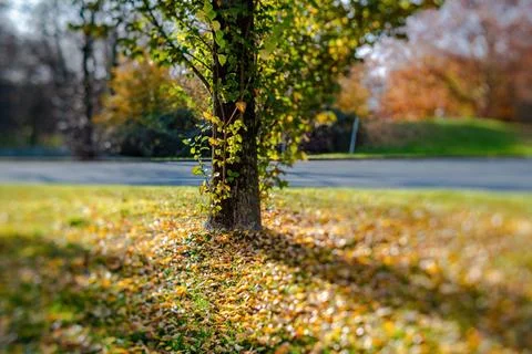 Fall trees landscape in vibrant colors Stock Photos