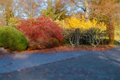 Fall trees landscape in vibrant colors Stock Photos
