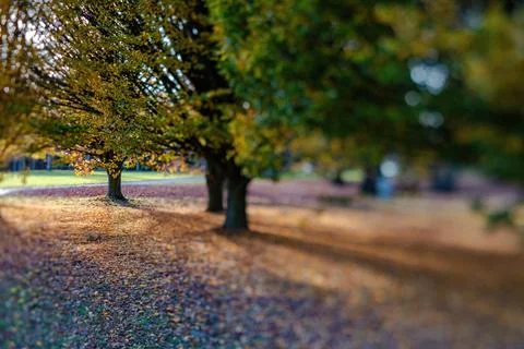 Fall trees landscape in vibrant colors Foto stock