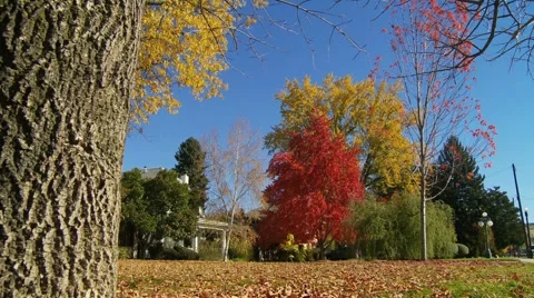 Fall trees leaves tracking Stock Footage 1039499