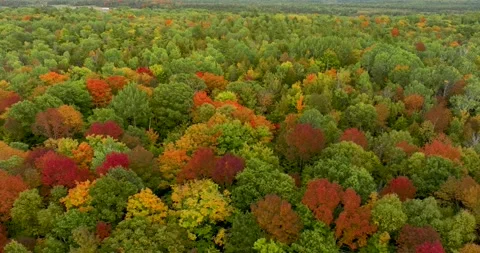 Fall trees left to right Stock Footage 256938344
