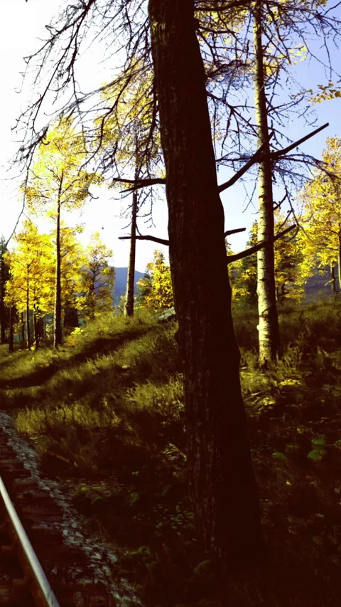 Fall trees line the edge of a railway track in a mountain area during daytime Stock Footage 339958309