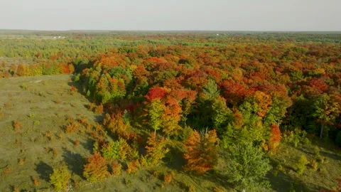 Fall trees nice colors slightly right Stock Footage 256938398