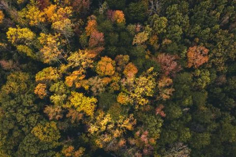 Fall Trees from overhead Stock Photos