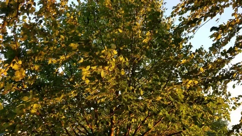 Fall trees panning right Stock Footage 96571324