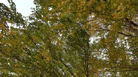 Fall trees panning up right Stock Footage 96573349