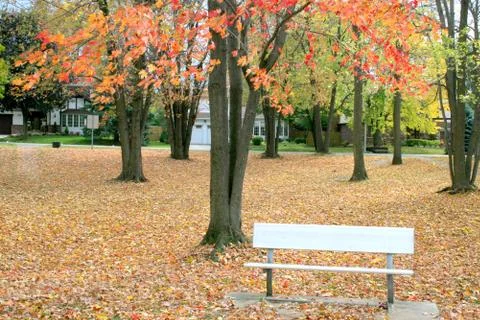 Fall trees in park with bench Stock Photos