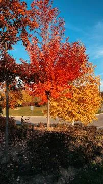 Fall trees in a park in Canada 스톡 사진