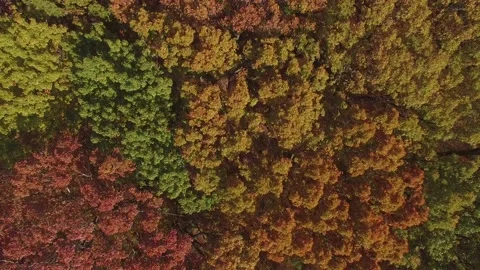 Fall Trees in Park Drone 库存影片 134498650