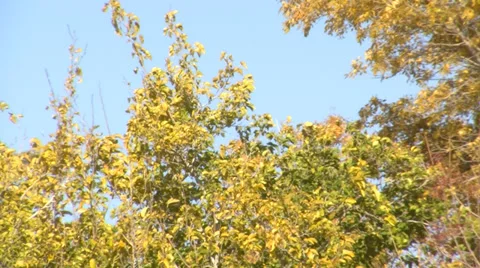 FALL TREES IN PARK Stock Footage 39219299