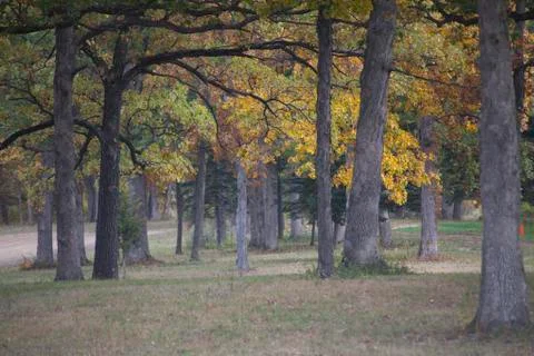 Fall Trees Stock Photos
