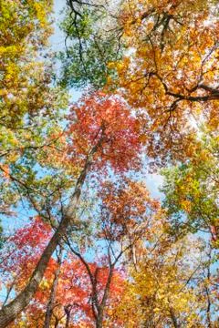Fall Trees Stock Photos