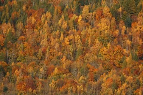 Fall trees Stock Photos