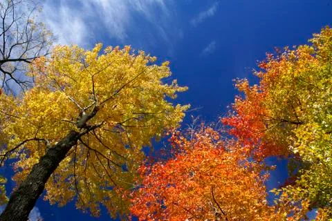 Fall trees Stock Photos