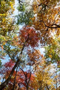Fall Trees Stock Photos