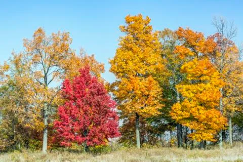 Fall Trees Stock Photos