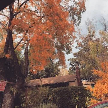 Fall Trees Stock Photos