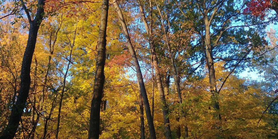 Fall Trees 库存照片