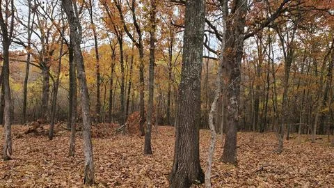 Fall Trees Stock Photos