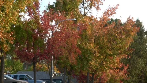 Fall Trees Red Orange and Yellow In a Line Surburban Street Autumn Video stock 99084233
