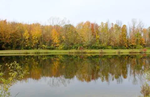 Fall trees reflecting in pond Stock Photos