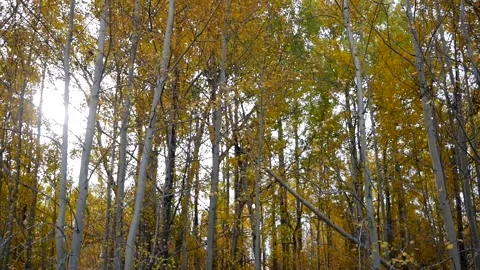 Fall Trees Roving Stock Footage 141287954