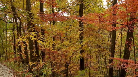 Fall Trees SLOW PAN Right Video stock 32477615