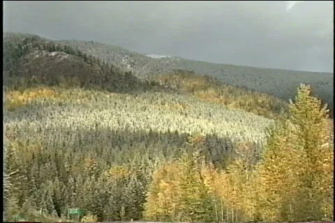 Fall trees with snow Video stock 343536