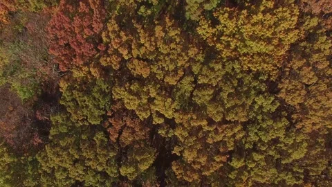 Fall Trees Straight Down 库存影片 134498641