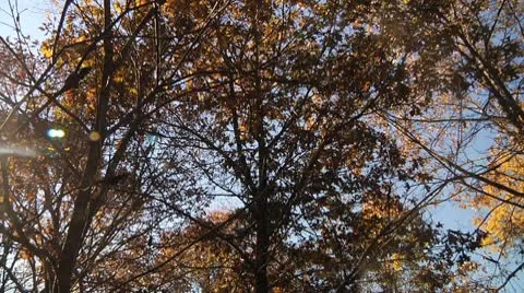 Fall Trees with Sun Flare Stock Footage 8984528