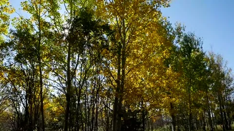 Fall Trees Sun Shining Through Pan Up Stock Footage 141287949