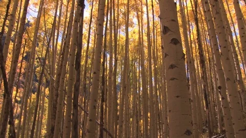 Fall trees with sunlight beaming through Stock Footage 74073261