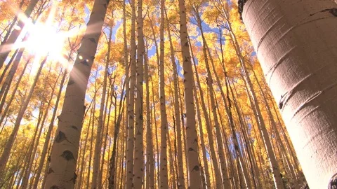 Fall trees with sunlight beaming through Stock Footage 74073267
