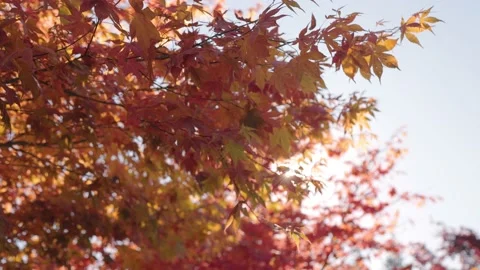 Fall trees with sunlight coming through, autumn trees, fall season, fall leaf Видео 220598447