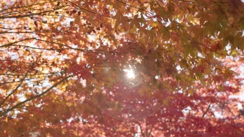 Fall trees with sunlight coming through, autumn trees, fall season, fall leaf Stock Footage 220598473
